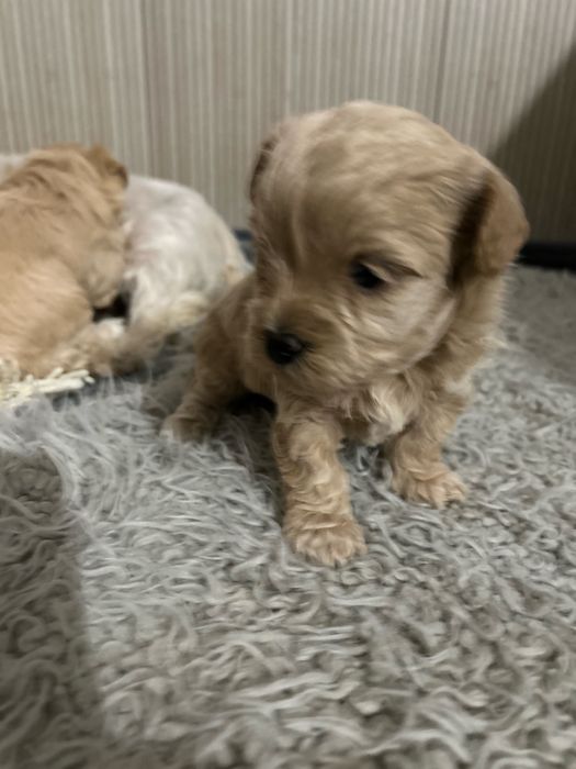 Maltipoo urocza sunia do rezerwacji
