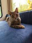 do adopcji kotka RYSIA