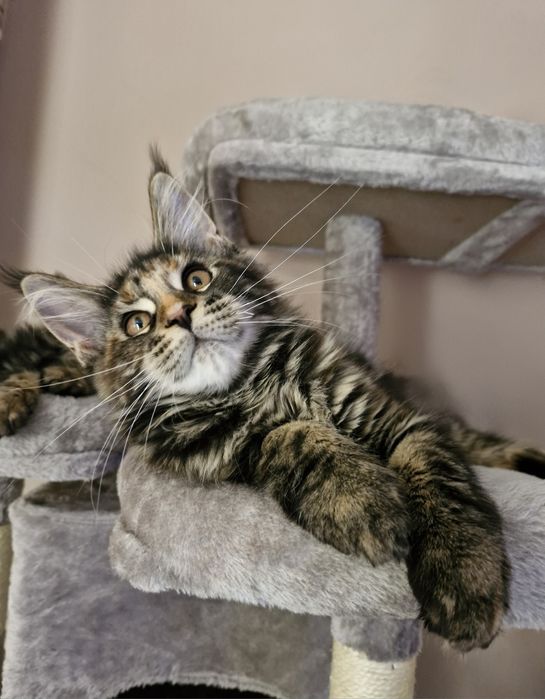 Maine Coon - Torbie (com LOP)