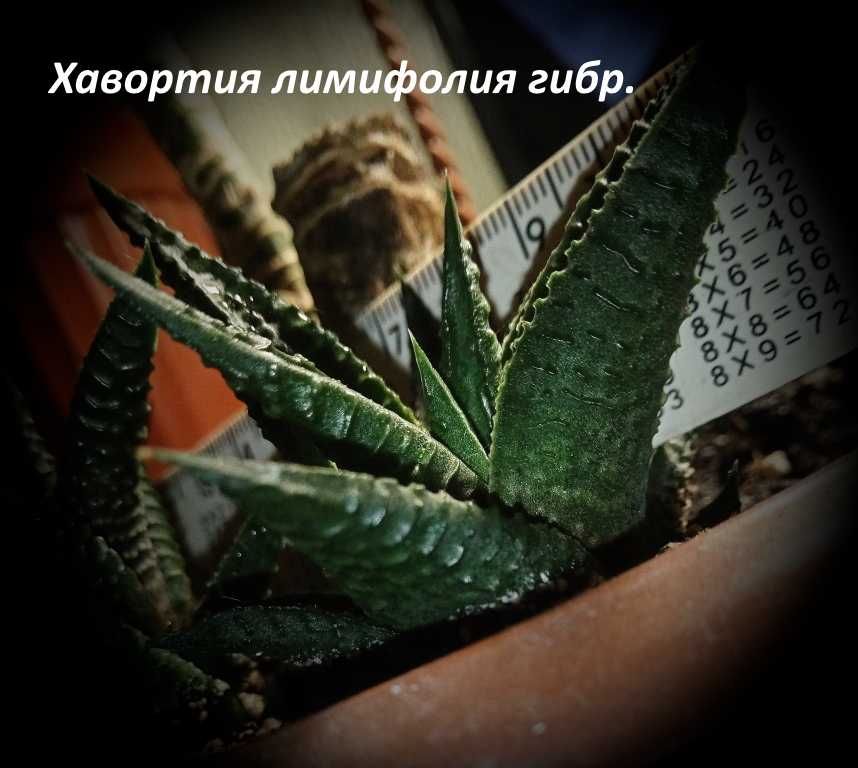 Хавортия лимолистная (Haworthia limifolia)