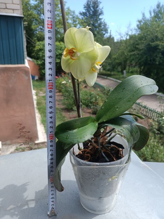 Орхидея лимоновая цветет