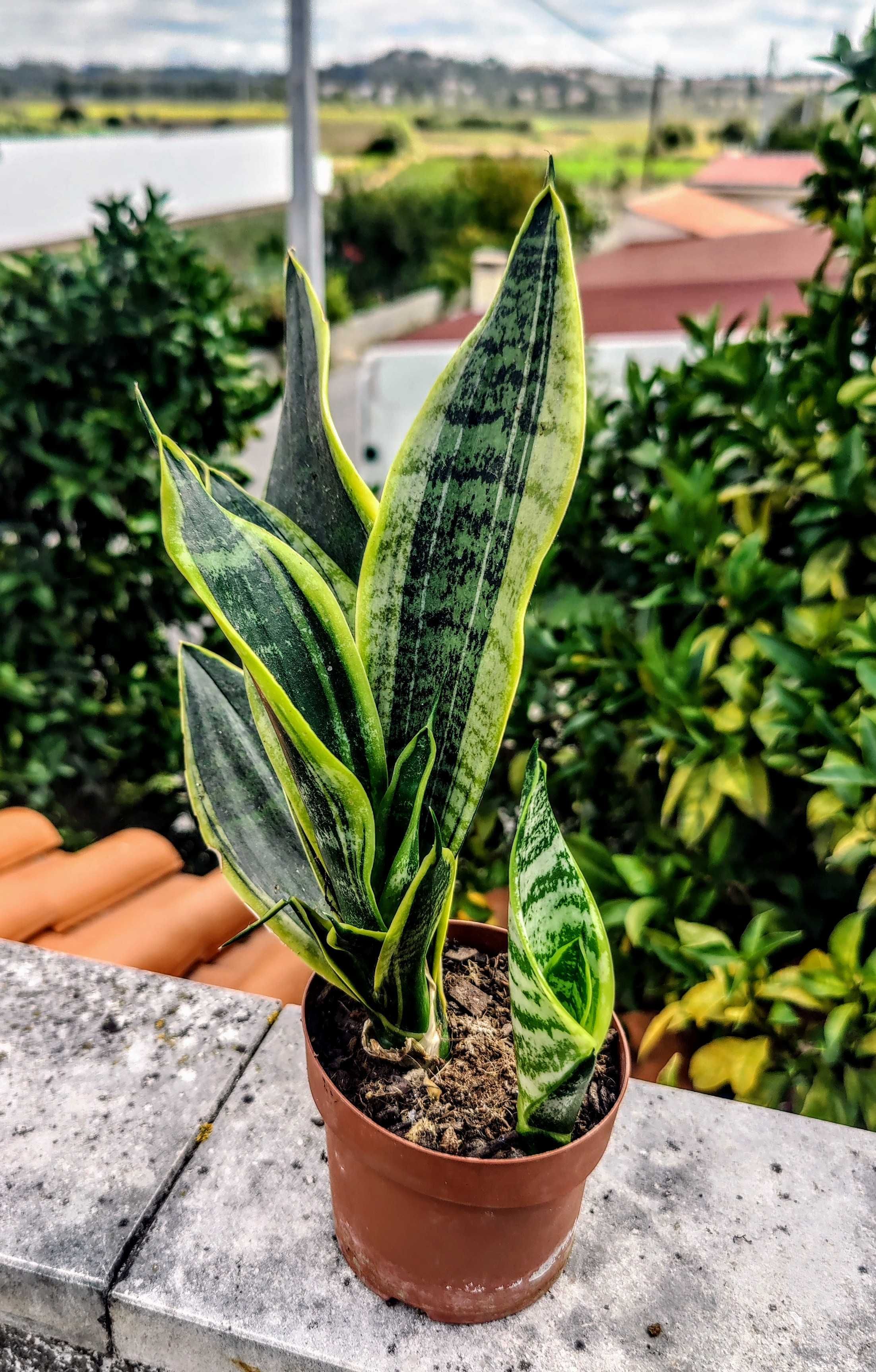 Muda Espada de Santa Bárbara /  Língua da Sogra