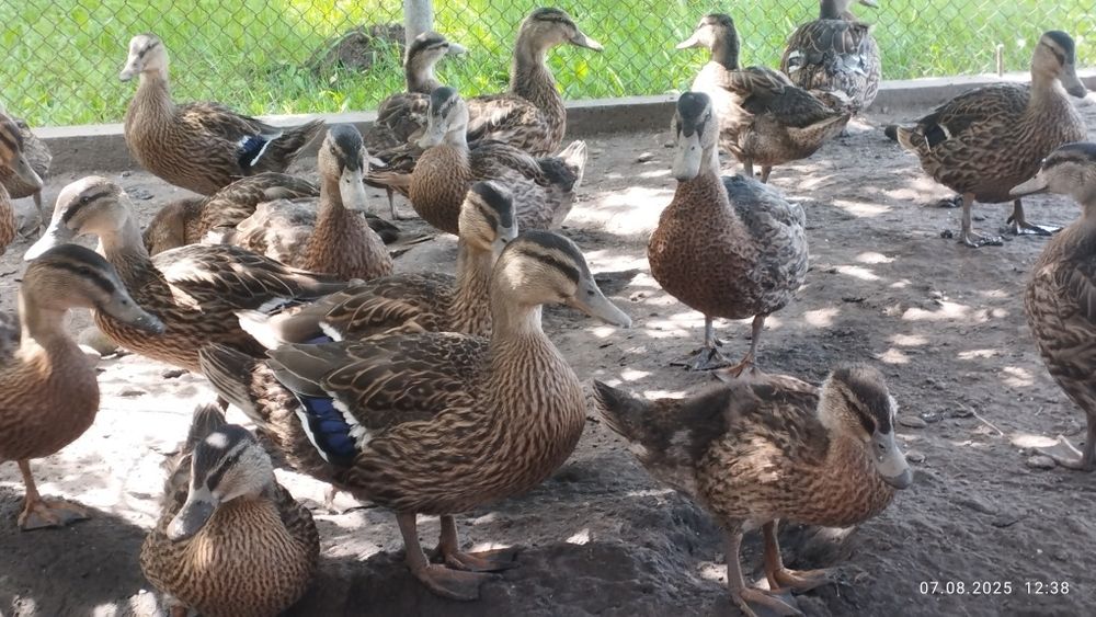 Підсадна качка, кряква