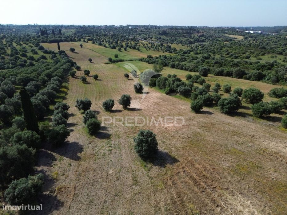 Terreno Rústico - Parceiros de Igreja, Torres Novas