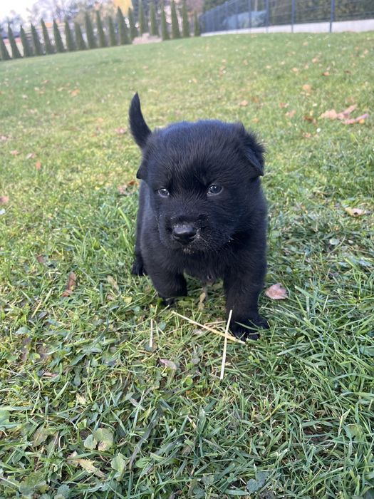 Oddam szczeniaki w dobre ręce