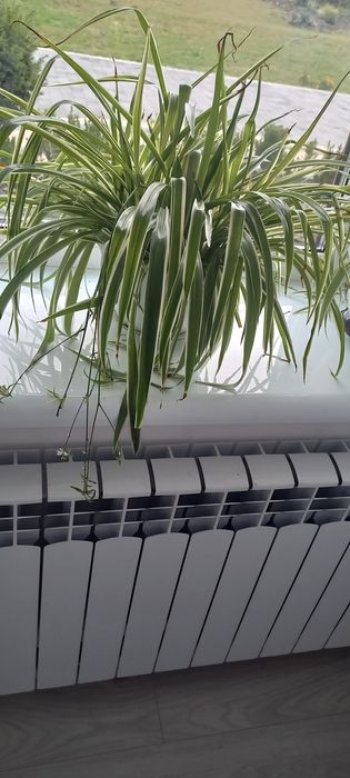 Продам вазонок хлорофітум