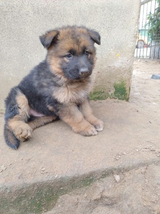 Oddam za darmo pieski