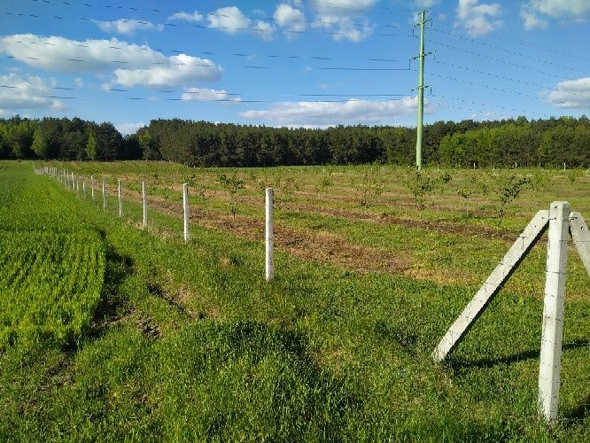 SŁUPKI Betonowe do siatki i  sadu PRODUCENT