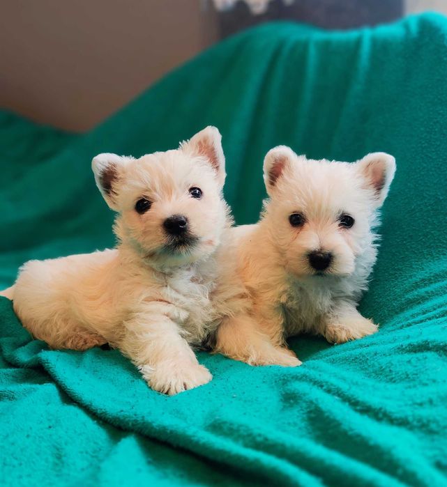 West Highland White Terrier - piesek