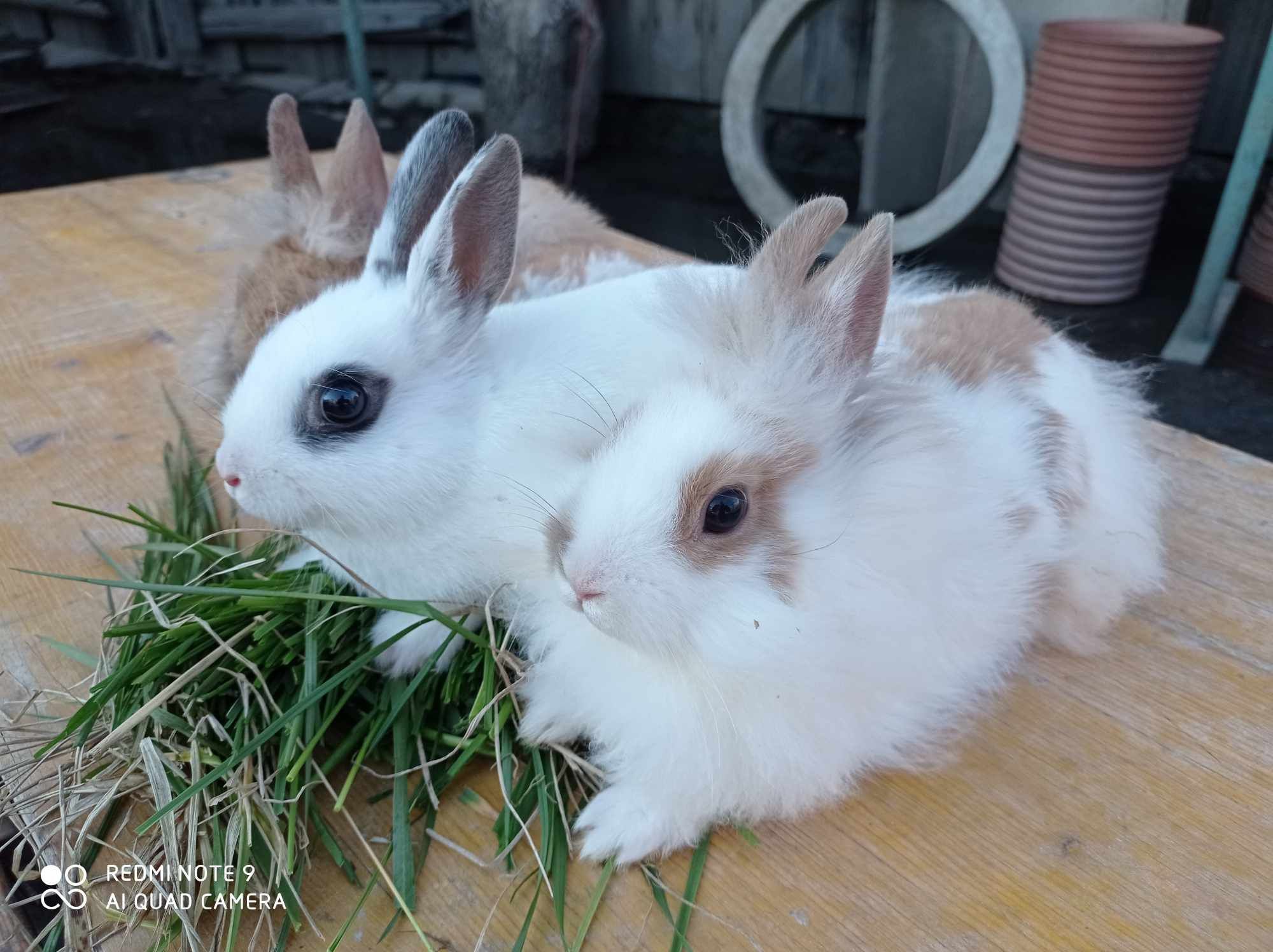 Króliki miniaturki karzełki Radom