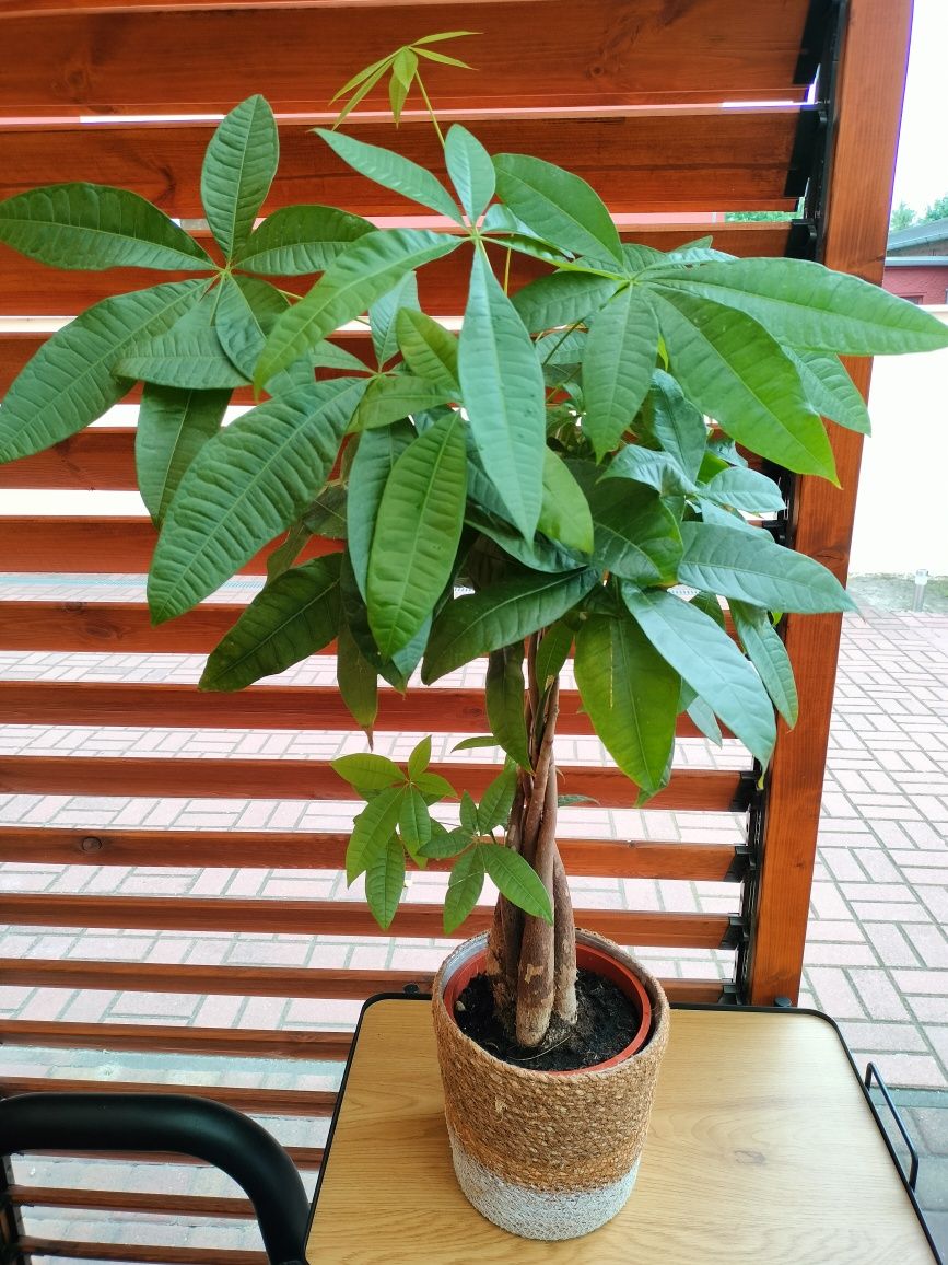 Pachira - drzewko szczęścia 100cm