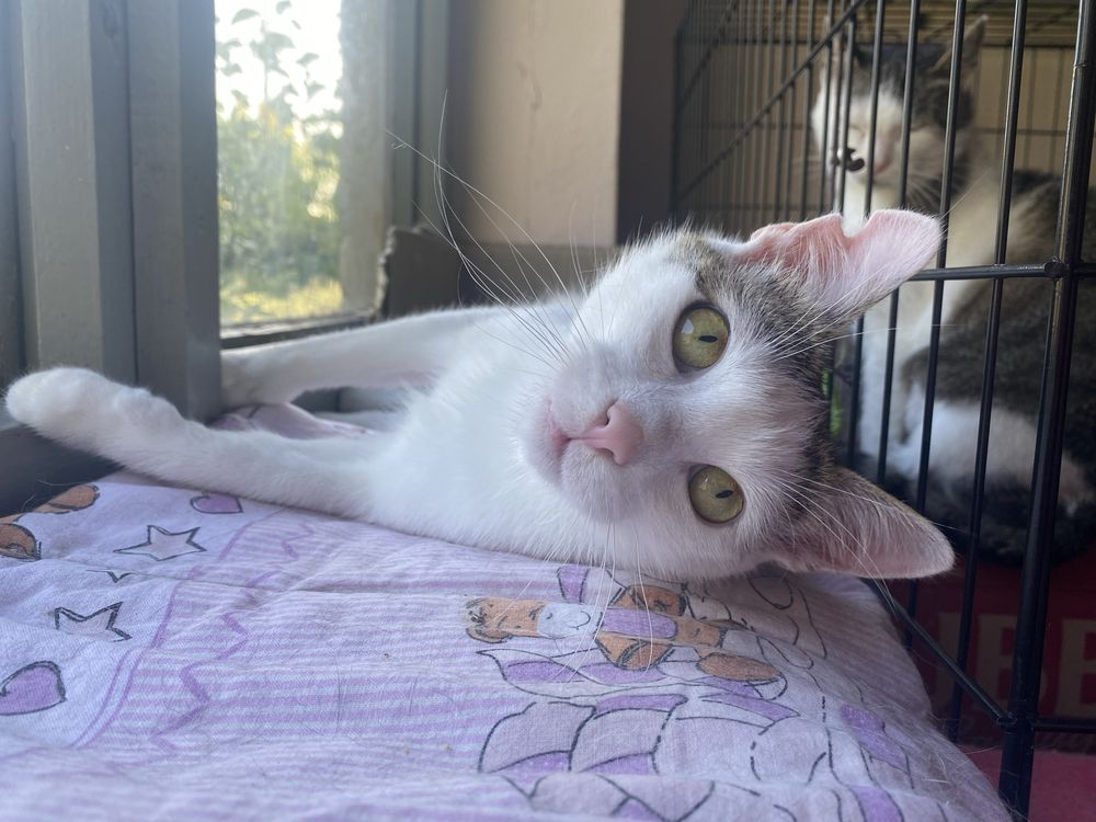 Pokochaj Puszka - kocurek do adopcji