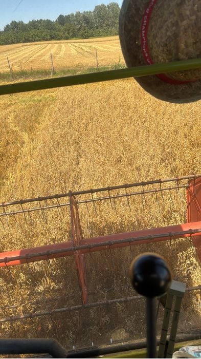 Owies sprzedam z 2025roku