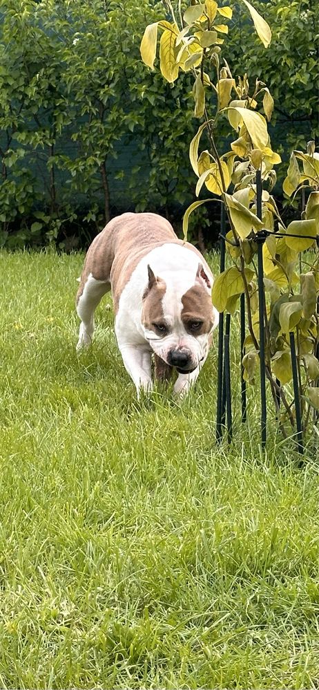 American Staffordshire Terrier