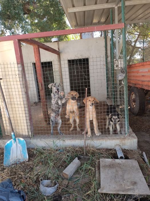 Dão se cãezinhos