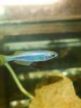 Lamprichthys tanganicanus karpieniec tanganicki tanganika