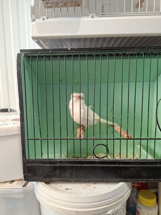 Canario gloter grizzly