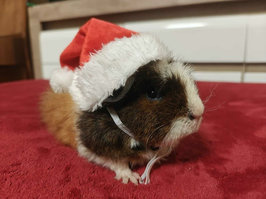 Świnka morska texel