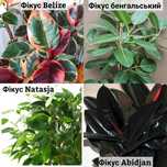 Фікуси касетні саджанці Abidjan, Belizе, Natasja,  бенгальський