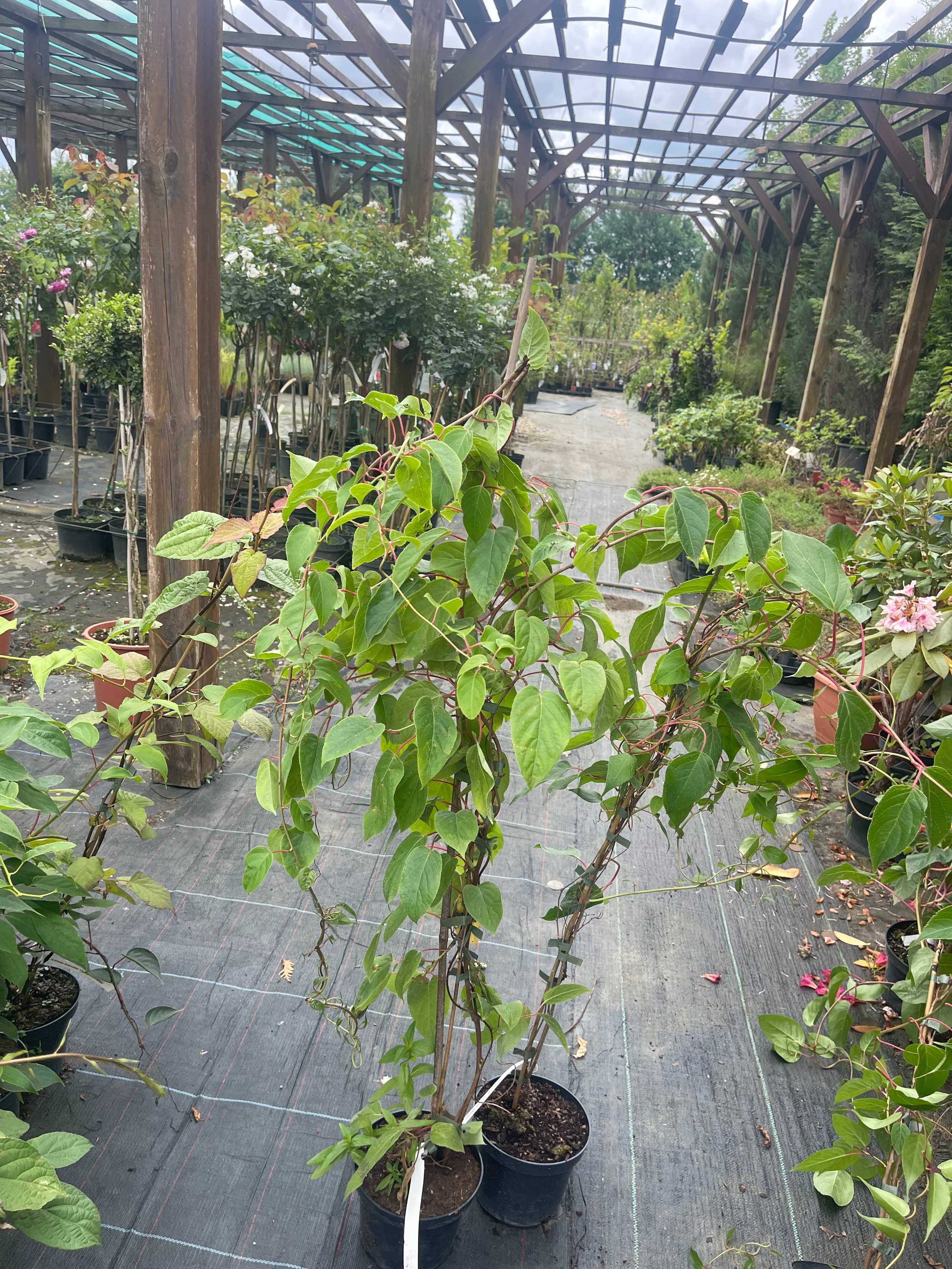 Mini Kiwi Ken's Red 100 cm cena 35 zł