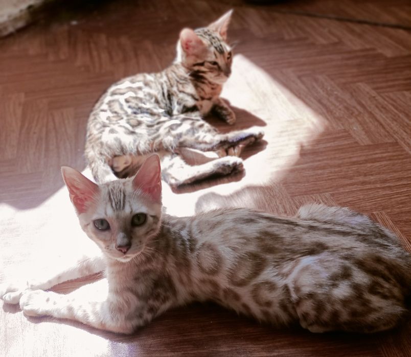 Бенгальські котики