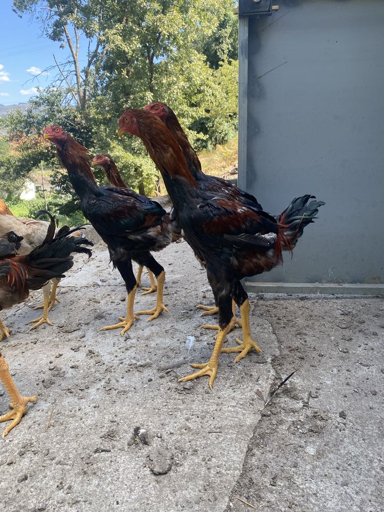 Vendo indio gigantes machos