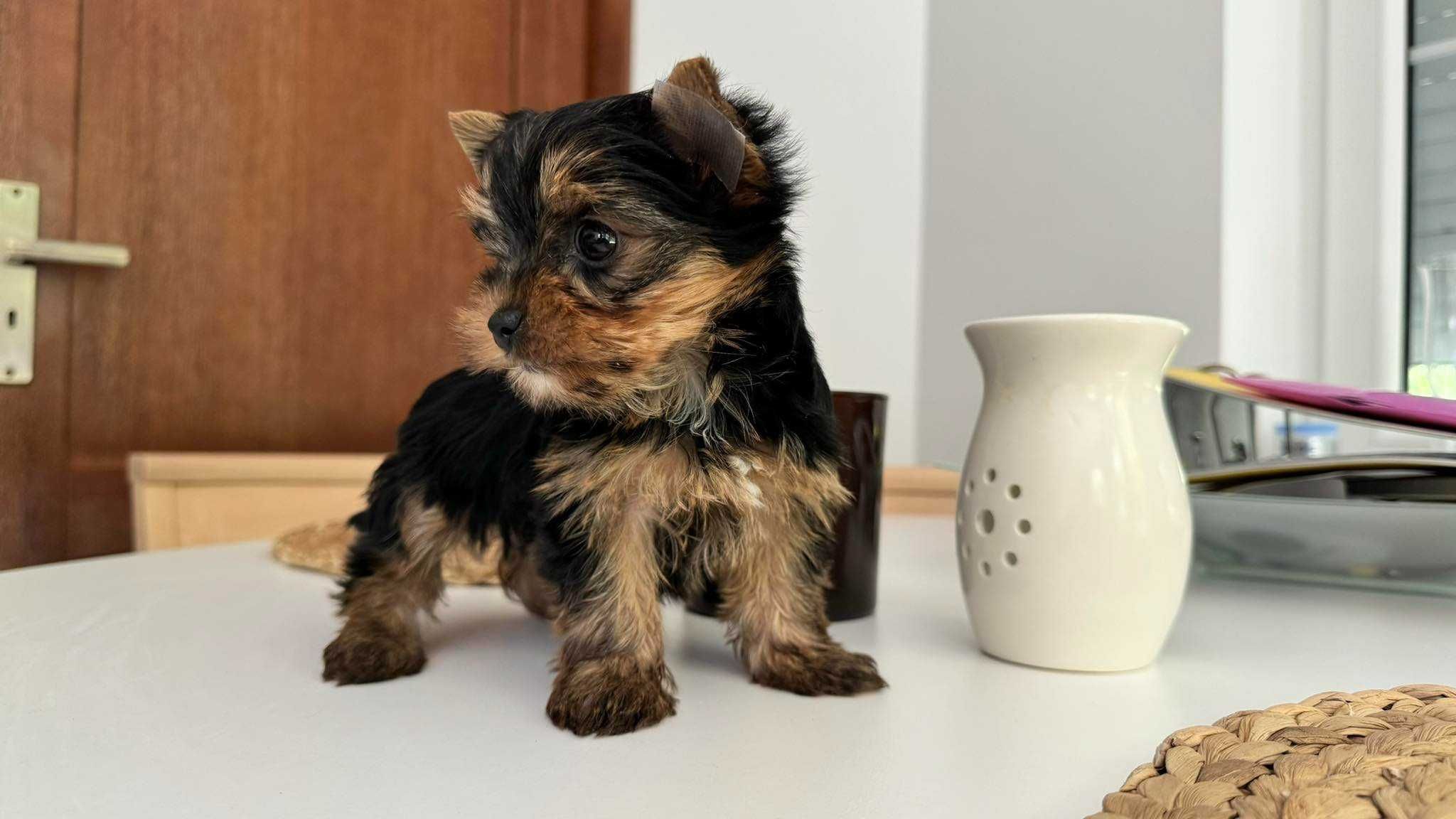 Chłopczyk Yorkshire Terrier Mini z Rodowodem