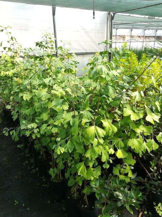 FOTINIAS, LAUROS, Tuia , Plantas, Jardim