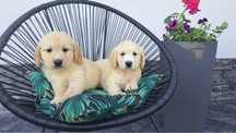 Golden retriver