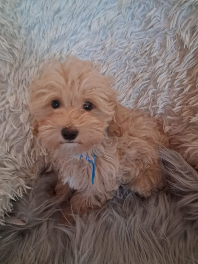 Maltipoo piesek mama maltańczyk tata pudel toy red