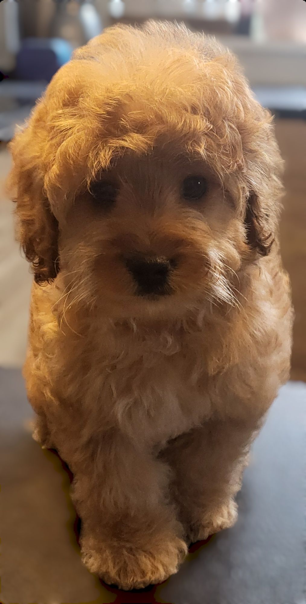 Cavapoo F1B chłopiec