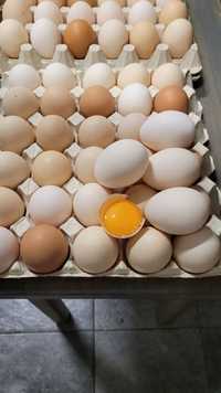 Dorodne Duże smakowite Wiejskie jaja 1.20 szt .