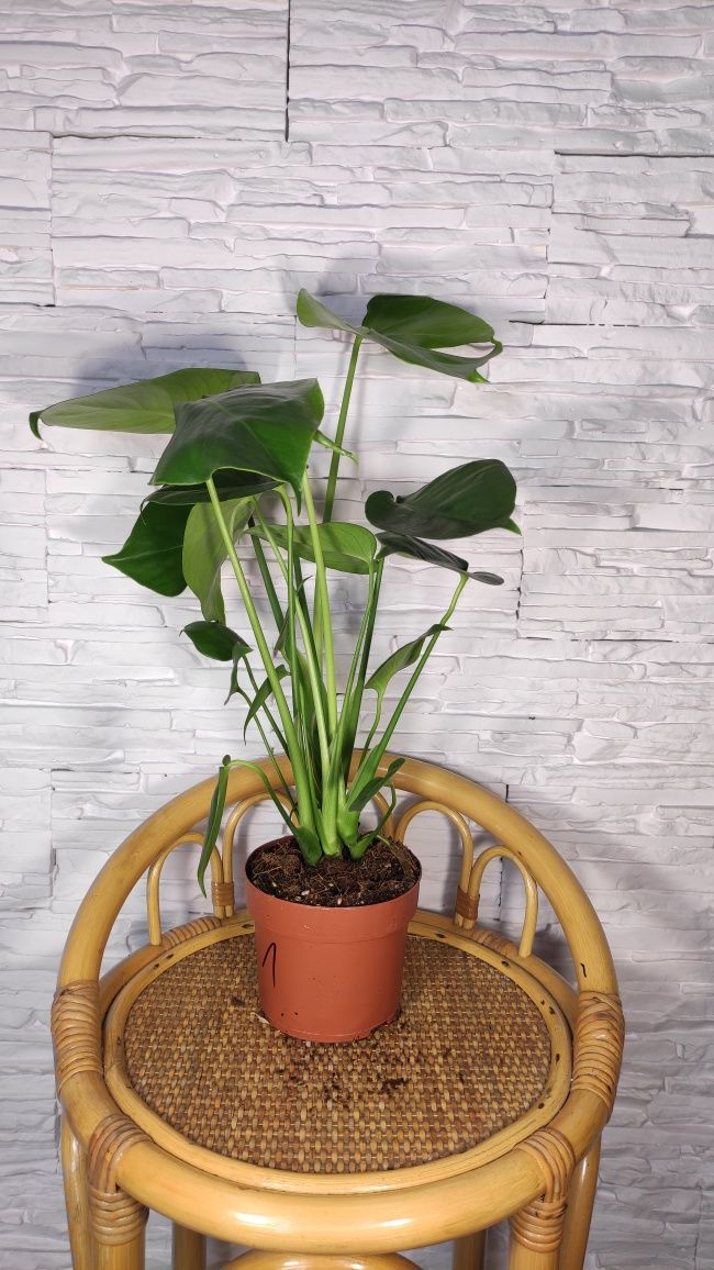 Monstera deliciosa