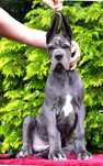 Dog Niemiecki blekitny pan FCI