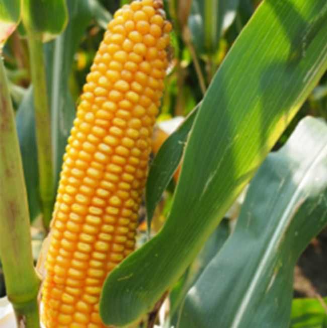 P8834 kukurydza pioneer premium