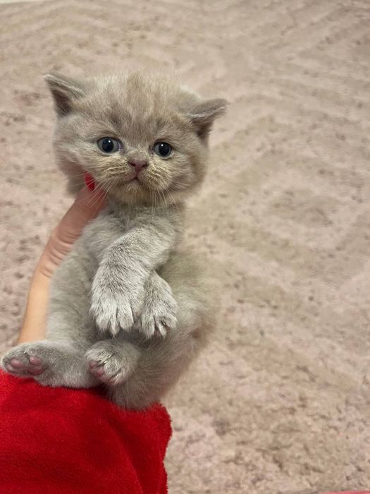 Шотландські висловухі кошенята/scottish fold