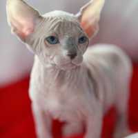Кошечка редкого окраса с голубыми глазами