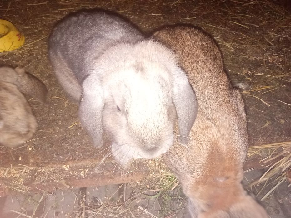 Królik baran francuski