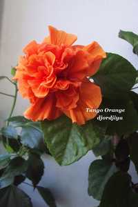 Гибискус Tango Orange.