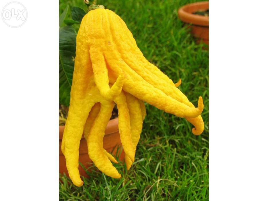 Citrino Mão de Buda, Planta rara !