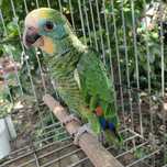 Amazona barbadensis