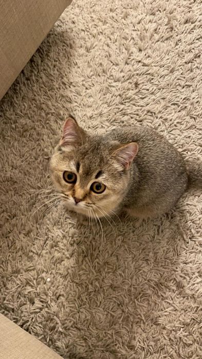 Gatinha British Shorthair Golden Shadded