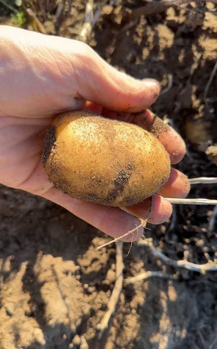 Ziemniaki smaczne 17kg DJ Farmer