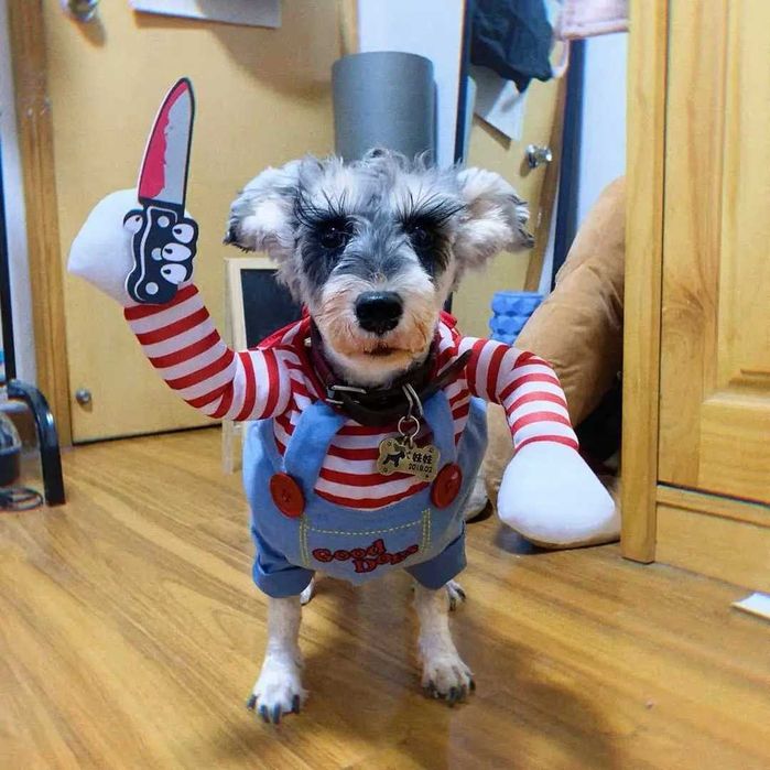 NOVO - Fato Dia-das-Bruxas para Cão e gato, Halloween dog/cat costume