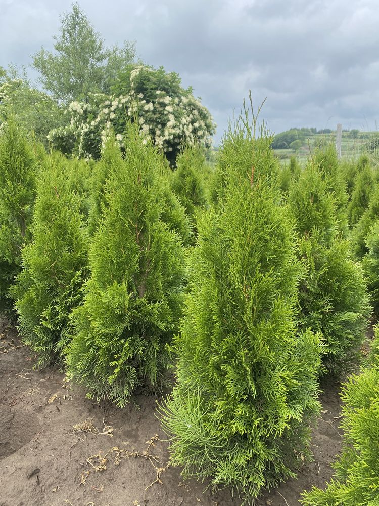 Gęsta TUJA SZMARAGD 100-110cm Producent*Sadzenie (tuje, thuje thuja)