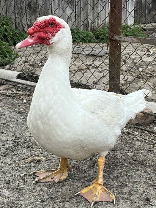 Kaczor francuski piżmowy