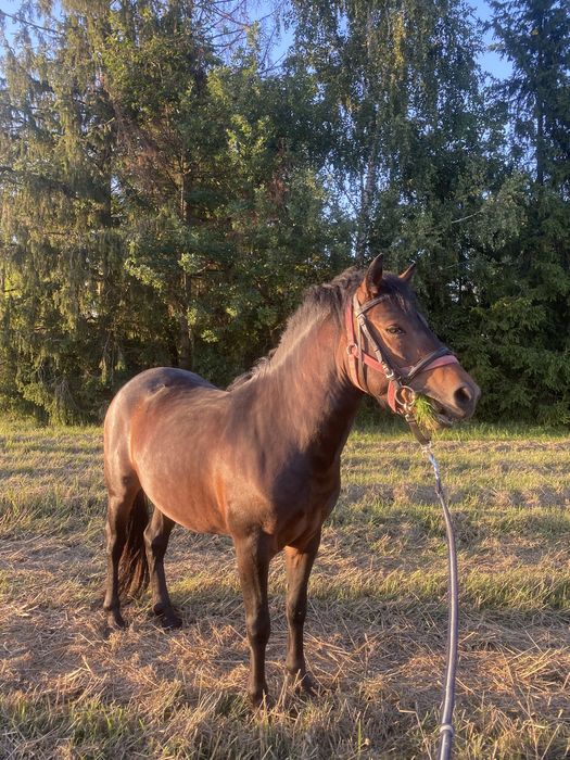 Cudowny ogier 2,5 letni