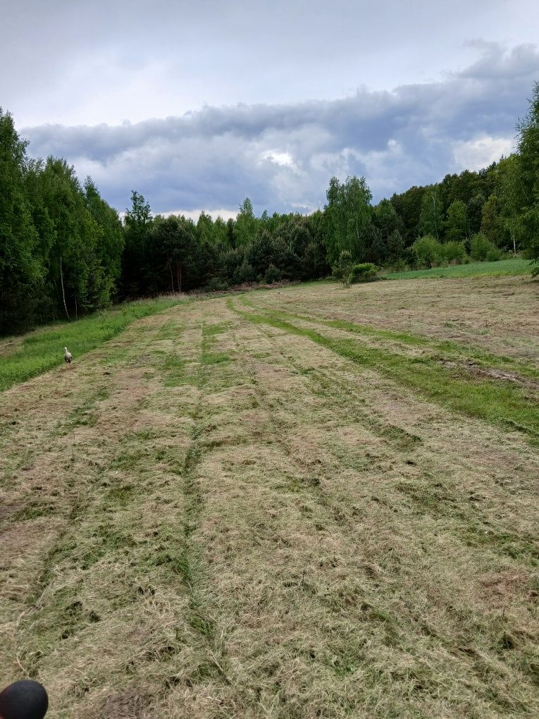 Sosnowy zakątek pole biwakowe domek holenderski Bałtów Ulów nocleg