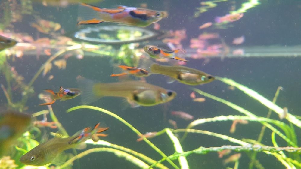 Gupiki endlera prywatne