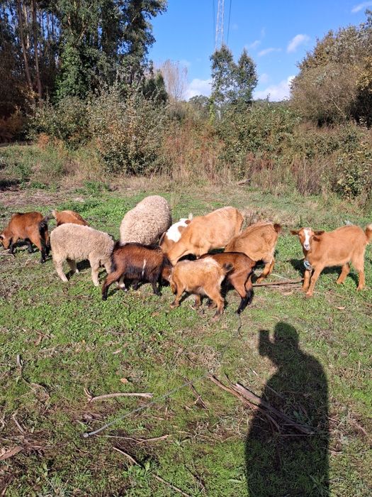 Cabras anãs e raça grande